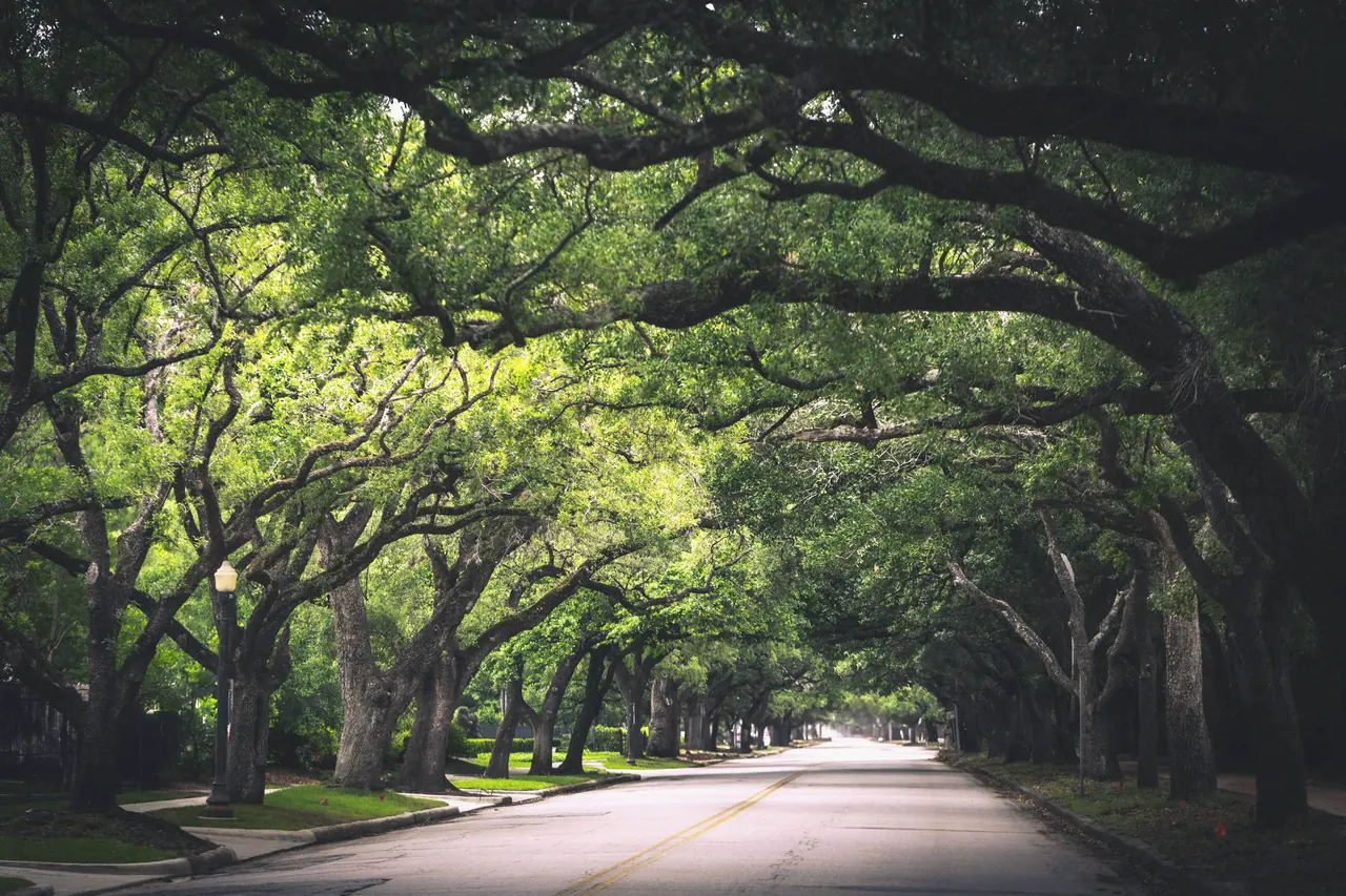 Live oaks arching over a quiet two-lane road.